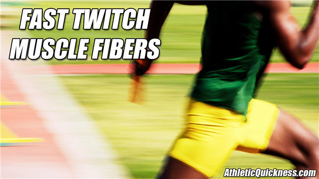 fast twitch muscle fibers