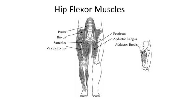 hip-flexor-musclse