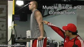 muscle contractions