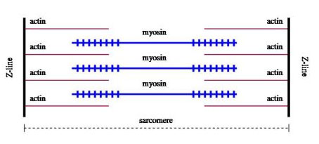 Sarcomere-before-contraction.