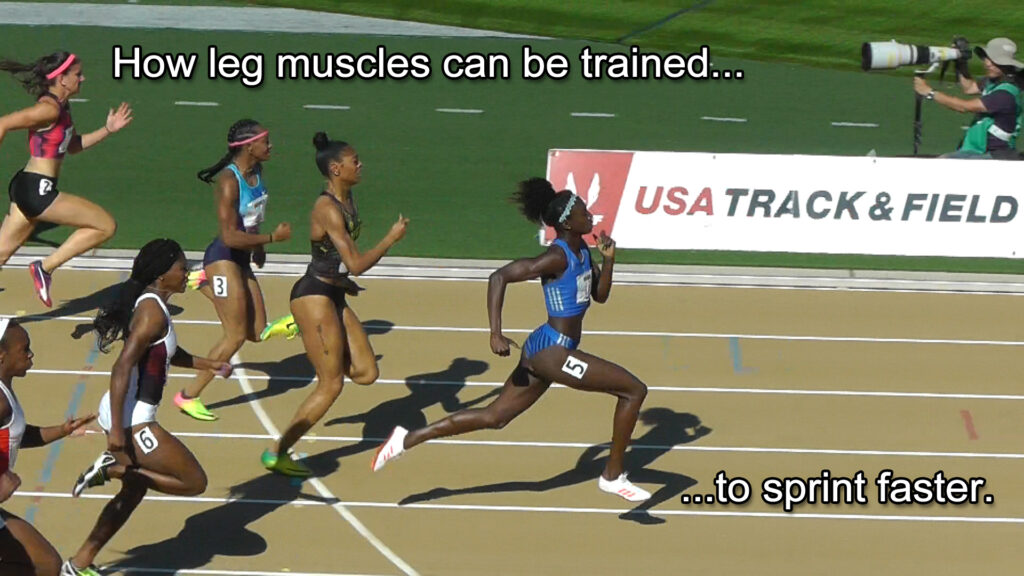 Leg muscles help sprint speed