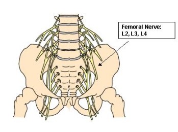 Femoral Nerve to Quadcriceps muscle