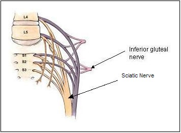 gluteal muscle nerves