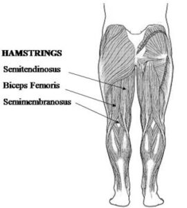 hamstring muscles to increase running speed