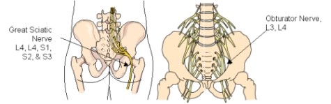 hip adductor nerves
