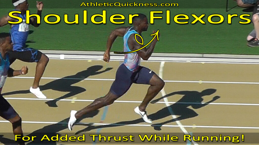Shoulder Flexor Muscles