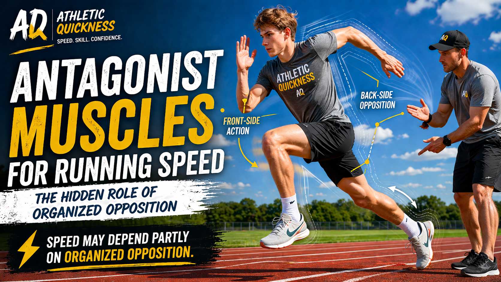 antagonist muscles for speed