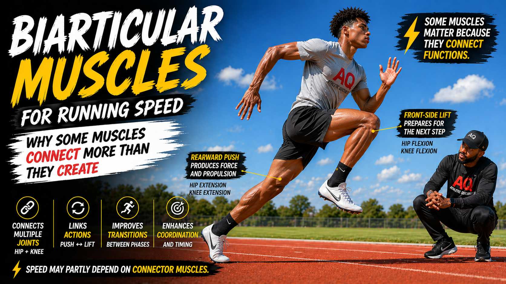 biarticular muscles for speed